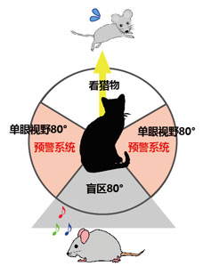 Vol.13肉食系？草食系？～动物眼睛之奇迹～